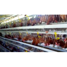 Oeuf de poulet de haute qualité Cage de volaille vendue à Kampala en Ouganda